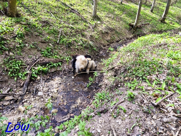 11.4.2025 - Bacherkundung